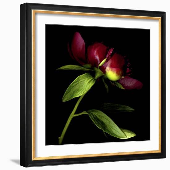 Red Peony 2-Magda Indigo-Framed Photographic Print