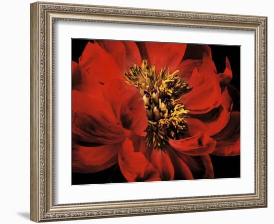 Red Peony II-Christine Zalewski-Framed Art Print