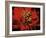 Red Peony II-Christine Zalewski-Framed Art Print