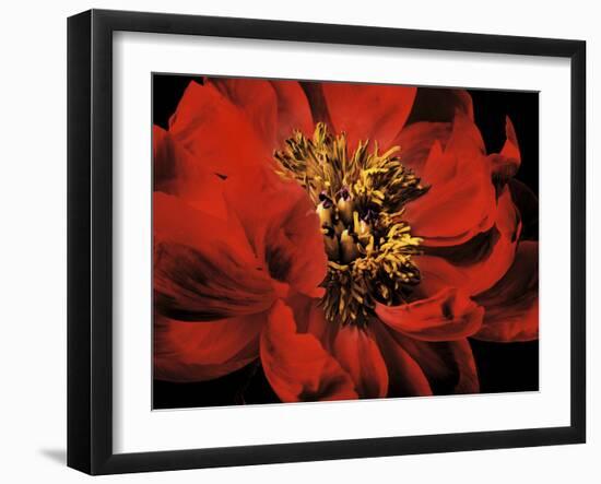 Red Peony II-Christine Zalewski-Framed Art Print