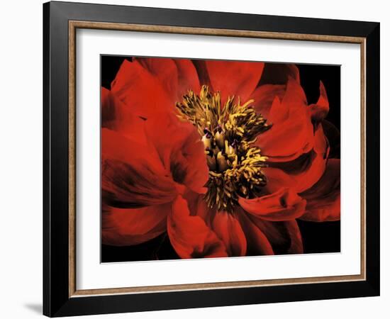 Red Peony II-Christine Zalewski-Framed Art Print