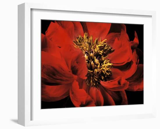 Red Peony II-Christine Zalewski-Framed Art Print