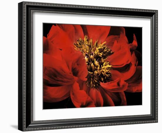 Red Peony II-Christine Zalewski-Framed Art Print