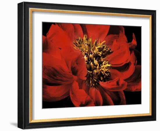 Red Peony II-Christine Zalewski-Framed Art Print