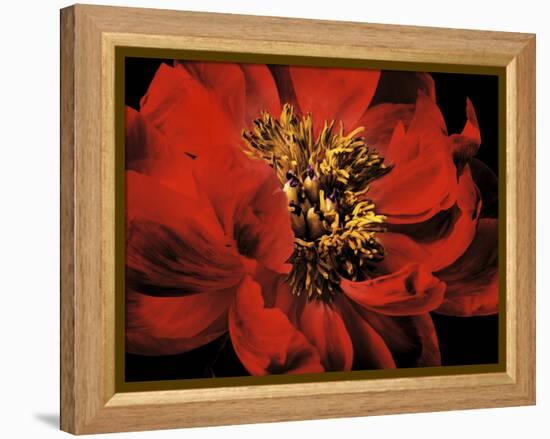 Red Peony II-Christine Zalewski-Framed Stretched Canvas