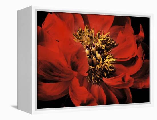 Red Peony II-Christine Zalewski-Framed Stretched Canvas