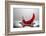 Red Pepper FreshSplash-Steve Gadomski-Framed Photographic Print