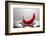 Red Pepper FreshSplash-Steve Gadomski-Framed Photographic Print