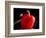 Red pepper is illuminated by warm sunlight-Charles Bowman-Framed Photographic Print