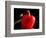 Red pepper is illuminated by warm sunlight-Charles Bowman-Framed Photographic Print