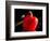 Red pepper is illuminated by warm sunlight-Charles Bowman-Framed Photographic Print