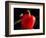 Red pepper is illuminated by warm sunlight-Charles Bowman-Framed Photographic Print