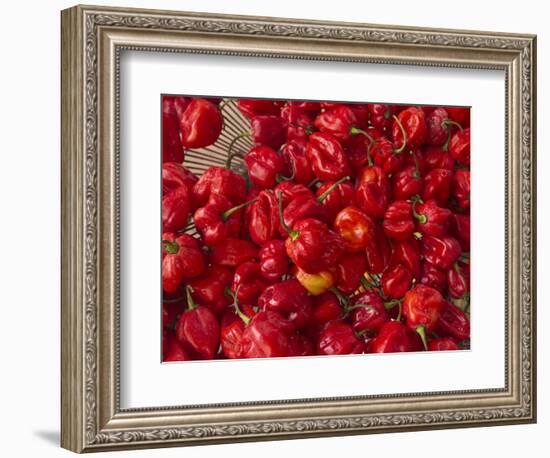 Red Peppers at the Saturday Market, San Ignacio, Belize-William Sutton-Framed Photographic Print