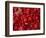 Red Peppers at the Saturday Market, San Ignacio, Belize-William Sutton-Framed Photographic Print