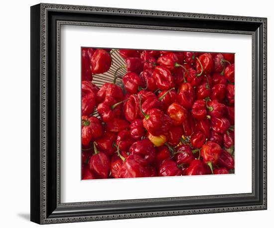 Red Peppers at the Saturday Market, San Ignacio, Belize-William Sutton-Framed Photographic Print