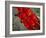 Red Peppers-Ken Hammond-Framed Photo