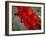 Red Peppers-Ken Hammond-Framed Photo