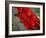 Red Peppers-Ken Hammond-Framed Photo