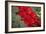 Red Peppers-Ken Hammond-Framed Art Print