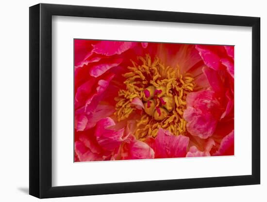 Red petals of peony flower.-William Perry-Framed Photographic Print