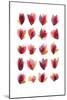 Red Petals-Louise van Terheijden-Mounted Giclee Print