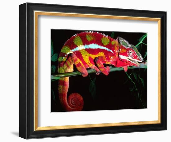 Red Phase Panther Chameleon, Native to Madagascar-David Northcott-Framed Photographic Print