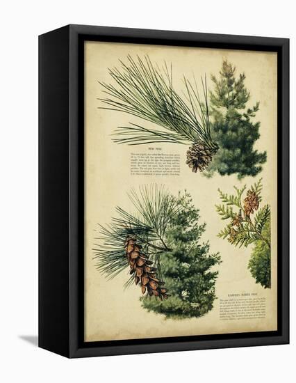 Red Pine and Eastern White Pine-null-Framed Stretched Canvas