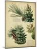 Red Pine and Eastern White Pine-null-Mounted Art Print