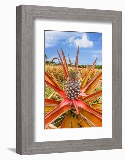 Red pineapple with fruit, Maui, Hawaii, USA-David Fleetham-Framed Photographic Print