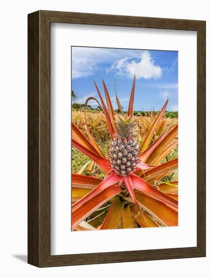 Red pineapple with fruit, Maui, Hawaii, USA-David Fleetham-Framed Photographic Print