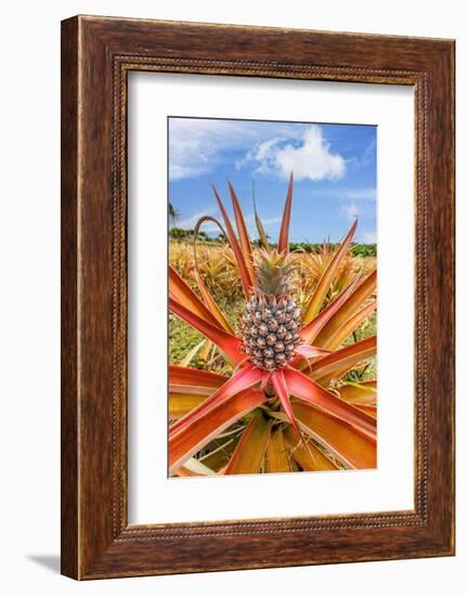 Red pineapple with fruit, Maui, Hawaii, USA-David Fleetham-Framed Photographic Print