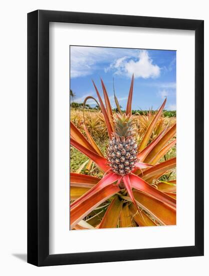 Red pineapple with fruit, Maui, Hawaii, USA-David Fleetham-Framed Photographic Print