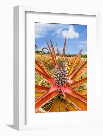 Red pineapple with fruit, Maui, Hawaii, USA-David Fleetham-Framed Photographic Print