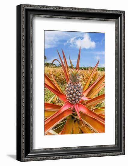 Red pineapple with fruit, Maui, Hawaii, USA-David Fleetham-Framed Photographic Print
