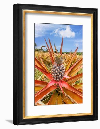 Red pineapple with fruit, Maui, Hawaii, USA-David Fleetham-Framed Photographic Print