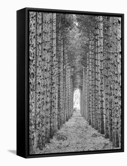Red Pines-Monte Nagler-Framed Premier Image Canvas
