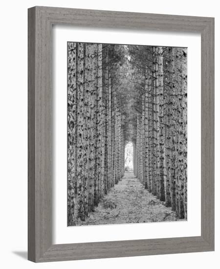 Red Pines-Monte Nagler-Framed Photographic Print