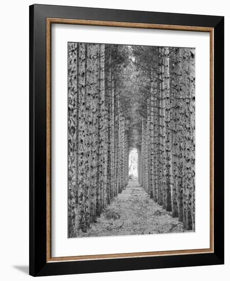 Red Pines-Monte Nagler-Framed Photographic Print