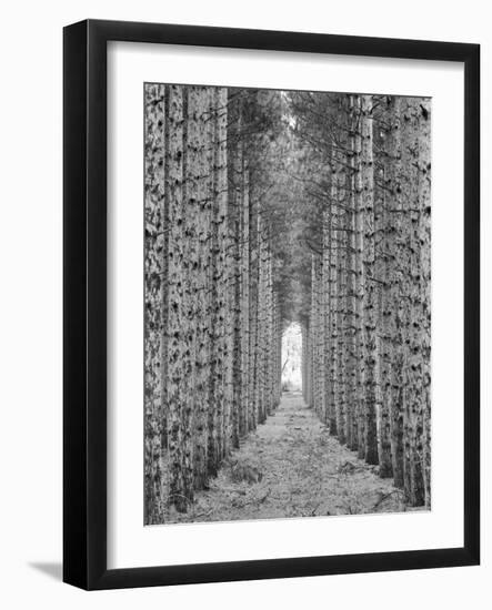 Red Pines-Monte Nagler-Framed Photographic Print