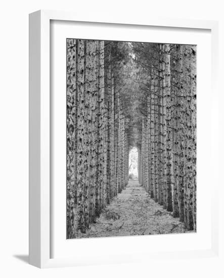 Red Pines-Monte Nagler-Framed Photographic Print