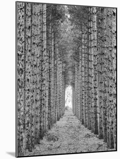 Red Pines-Monte Nagler-Mounted Photographic Print