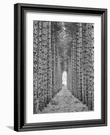 Red Pines-Monte Nagler-Framed Photographic Print