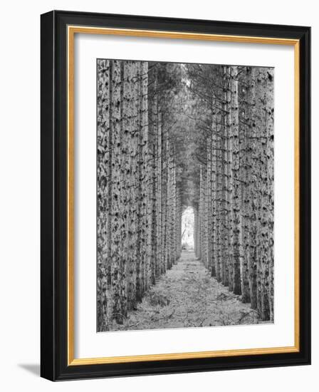 Red Pines-Monte Nagler-Framed Photographic Print