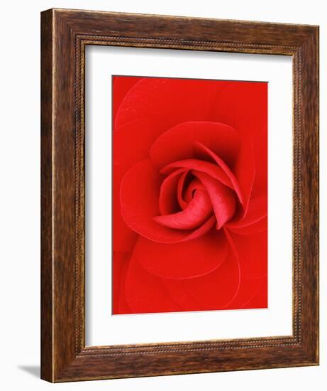 Red Pinwheel Begonia Flower-John McAnulty-Framed Photographic Print