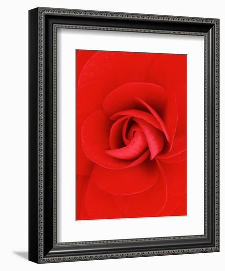 Red Pinwheel Begonia Flower-John McAnulty-Framed Photographic Print