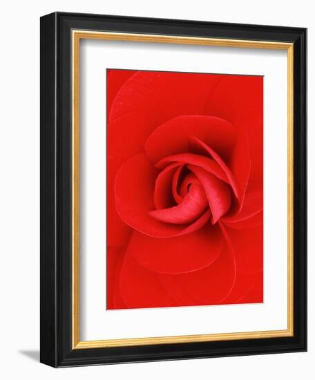 Red Pinwheel Begonia Flower-John McAnulty-Framed Photographic Print