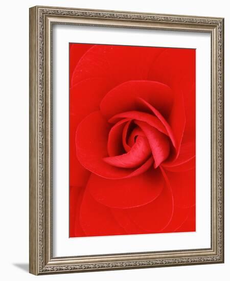 Red Pinwheel Begonia Flower-John McAnulty-Framed Photographic Print