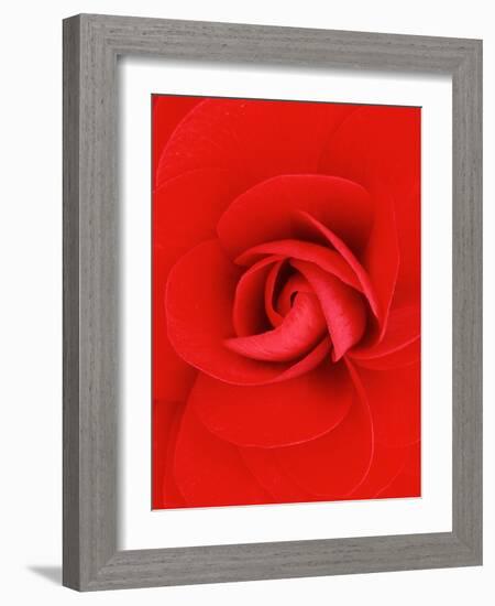 Red Pinwheel Begonia Flower-John McAnulty-Framed Photographic Print