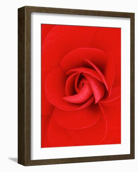 Red Pinwheel Begonia Flower-John McAnulty-Framed Photographic Print