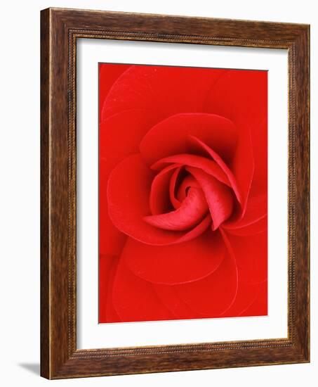 Red Pinwheel Begonia Flower-John McAnulty-Framed Photographic Print